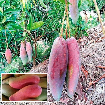GISLENUS Mango Plant(Hybrid, Pack of 1)