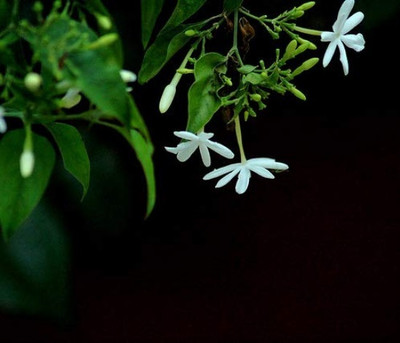 Green view Jasmine Plant(Hybrid, Pack of 1)