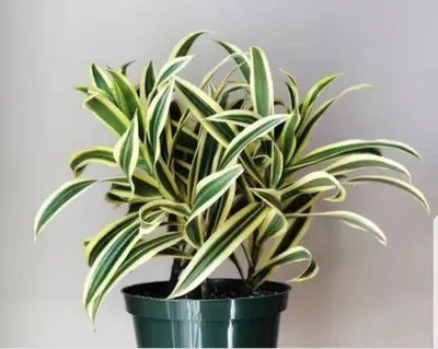 SAYANTIKA NURSERY Song Of India Plant(Hybrid, Pack of 1)