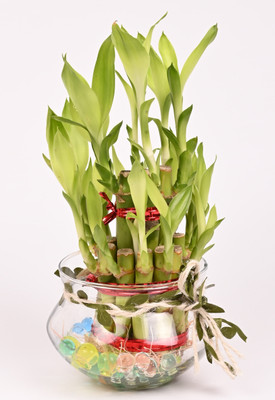 Gabbro Two Layer Bamboo Plant(Pack of 1)