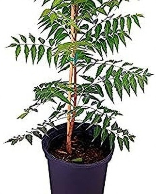 NB Trading Curry Leaf Plant(Hybrid, Pack of 1)