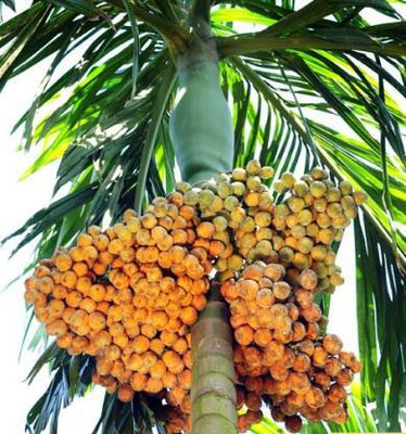 Oxygreenpiant Betel Nut/Supari Plant(Hybrid, Pack of 6)