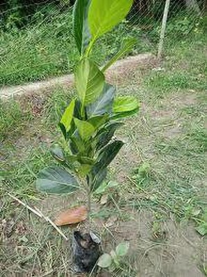 JAZEERA Jack Fruit Plant(Hybrid, Pack of 1)