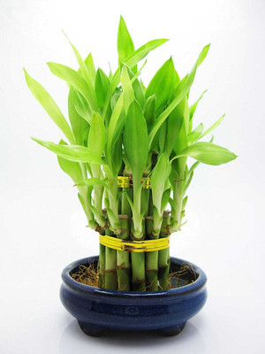 SHINUEVERGREEN Two Layer Bamboo Plant(Hybrid, Pack of 1)