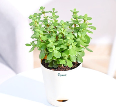 Cloud Farm Jade Plant(Hybrid, Pack of 1)