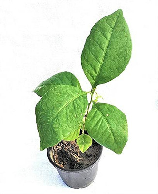 PlantaZee Bel Plant(Hybrid, Pack of 1)