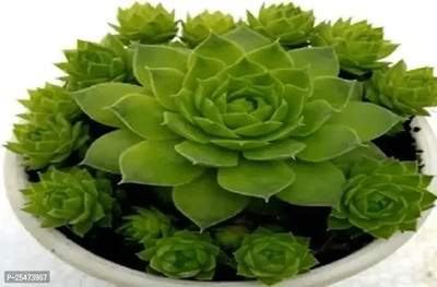 Pagoda Laxmi kamal plant Green Sansevieria Boncel Plant(Hybrid, Pack of 1)