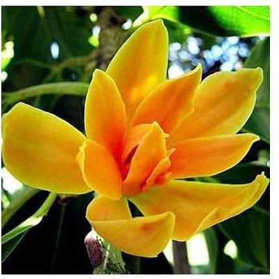 Agroholic Traders Golden Champa Plant(Pack of 1)