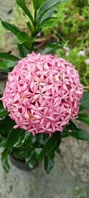 Bakuchi Trothic Ixora/Chethi Plant(Hybrid, Pack of 1)