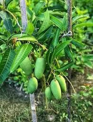 Shree krishna bhander Mango Plant(Hybrid, Pack of 1)