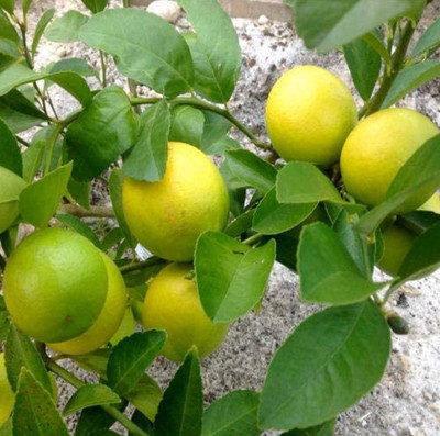 Greenery Nursery Lemon Plant(Hybrid, Pack of 1)