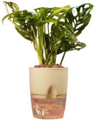 Greenery Broken Heart Plant(Pack of 1)