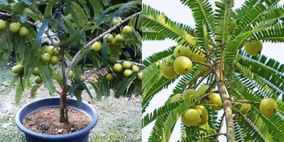 AloGardening Amla Plant(Hybrid, Pack of 1)