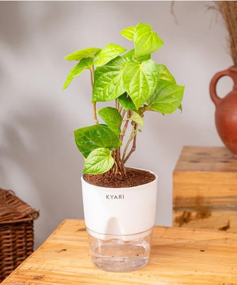AnandaStore Betel Leaf Plant(Hybrid, Pack of 1)