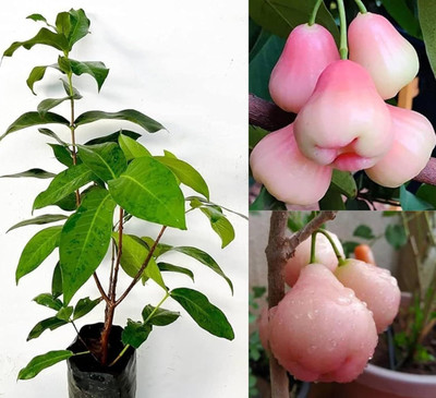 Cloud Farm Wax Apple White Wax Fruit(Hybrid, Pack of 1)