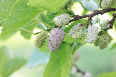 Global Mart Plant Shahtoot/Mulberry Plant(Hybrid, Pack of 1)