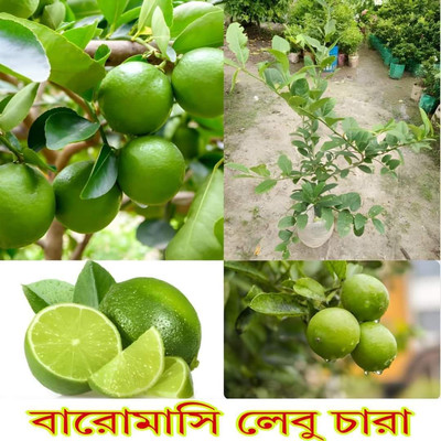 KrishnaNursery Lemon Plant(Hybrid, Pack of 1)