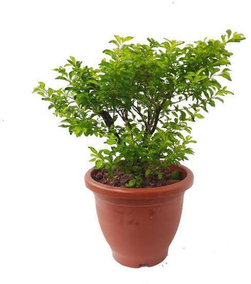 Shree krishna bhander Duranta Plant(Hybrid, Pack of 1)
