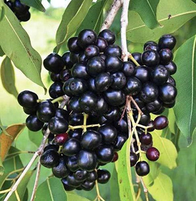MAITRA AND SONS Jamun Plant(Hybrid, Pack of 1)
