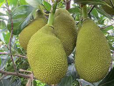 Agacha Jack Fruit Plant(Hybrid, Pack of 1)