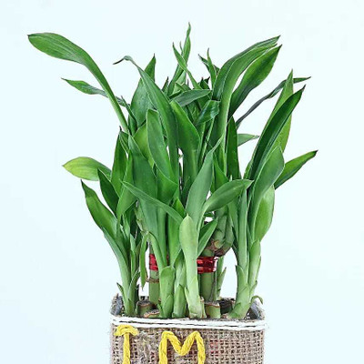 ARYAN EVERGREEN Two Layer Bamboo Plant(Hybrid, Pack of 1)