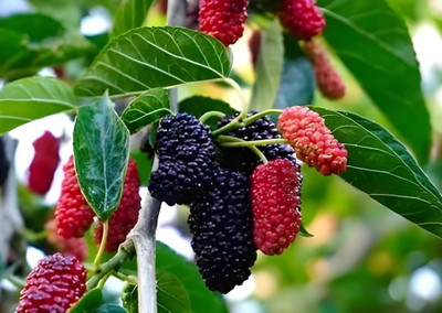 FELCHARIES Shahtoot/Mulberry Plant(Hybrid, Pack of 1)
