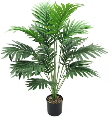ABEFARIYA Areca Palm(Hybrid, Pack of 1)