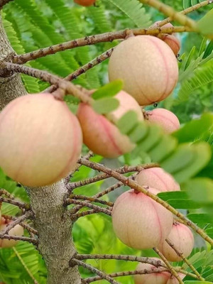 Platone Amla Plant(Hybrid, Pack of 1)