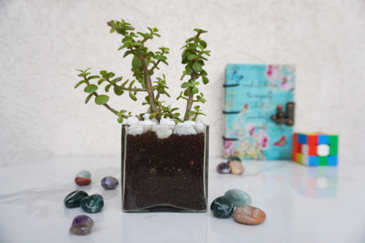 QUICKNCHARM Jade Plant(Pack of 1)