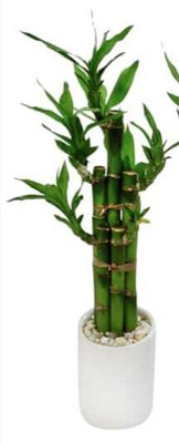 ARYAN EVERGREEN Two Layer Bamboo Plant(Hybrid, Pack of 1)