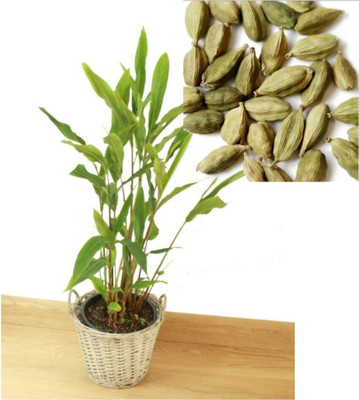 SHREYAGREEN Elaichi/Cardamom Plant(Hybrid, Pack of 1)