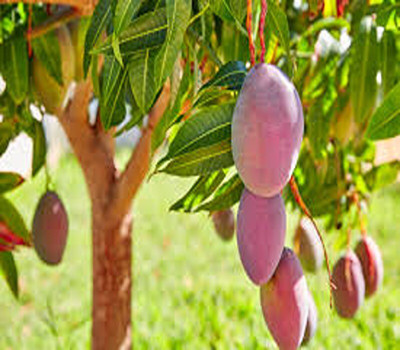 priyashitaNursery Mango Plant(Hybrid, Pack of 1)