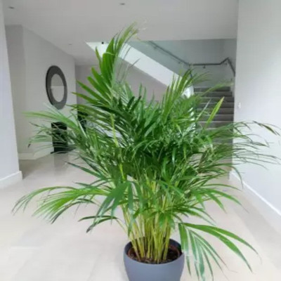 Augadh Areca Palm(Hybrid, Pack of 1)