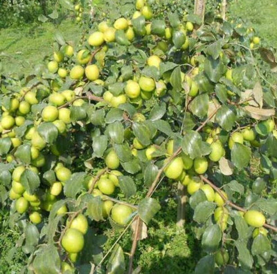 Suruchi plant Hub Ber Apple Plant(Hybrid, Pack of 1)