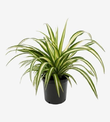 SINGLE BOY PLANT Spider Plant(Hybrid, Pack of 1)