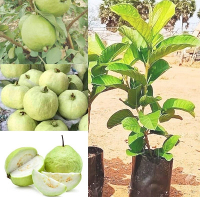 MULAKQALA Guava Plant(Hybrid, Pack of 1)
