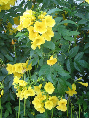 HIGH TECH FARM Tecoma Plant(Hybrid, Pack of 1)