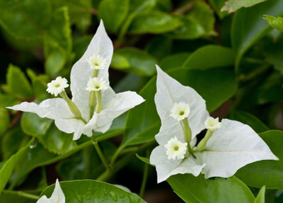 MagicQueen Bougainvillea Plant(Hybrid, Pack of 1)