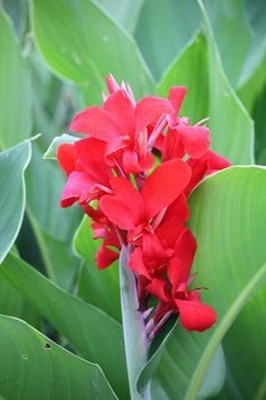 MAITRA AND SONS Canna Lily Plant(Hybrid, Pack of 1)