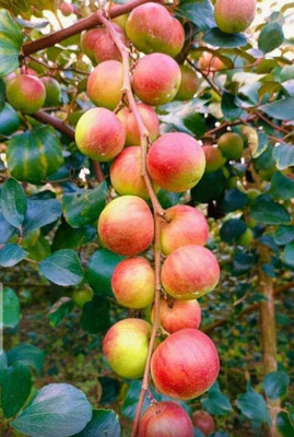 Gardeners Choice Ber Apple Plant(Hybrid, Pack of 1)