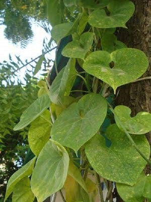 VibeX Giloy Plant/ Tree Guruch Fresh Stems Seed(2 per packet)