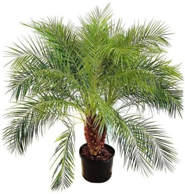 PLaNeTree Table Palm Plant(Hybrid, Pack of 1)