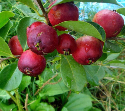Agacha Guava Plant(Hybrid, Pack of 1)