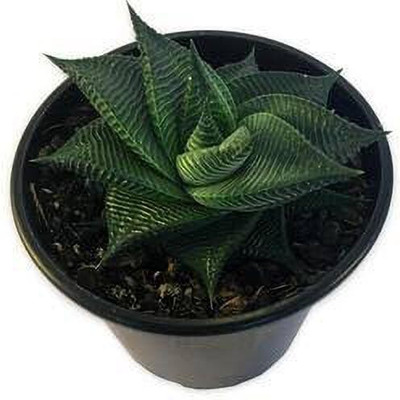 My Dream Nursery Howarthia Zebra Plant(Hybrid, Pack of 1)
