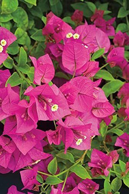 KUMUBON Baugainvillea Plant(Hybrid, Pack of 1)