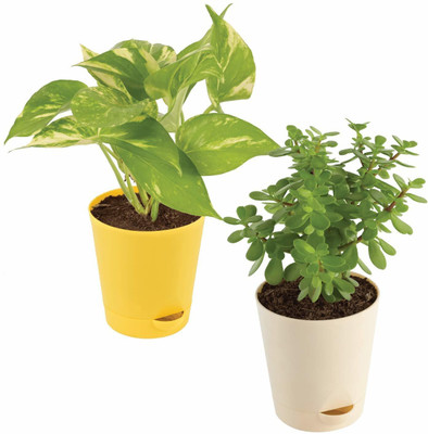 BebyTree Money Plant(Hybrid, Pack of 2)