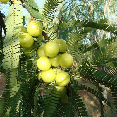 Cloud Farm Amla Plant(Hybrid, Pack of 1)