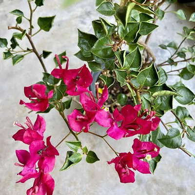 HORTILIFE Baugainvillea Plant(Hybrid, Pack of 1)