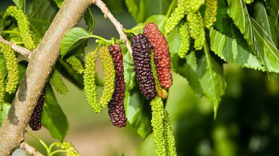 Global Mart Plant Shahtoot/Mulberry Plant(Hybrid, Pack of 2)