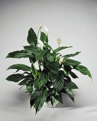 MAITRA AND SONS Peace Lily Plant(Hybrid, Pack of 1)